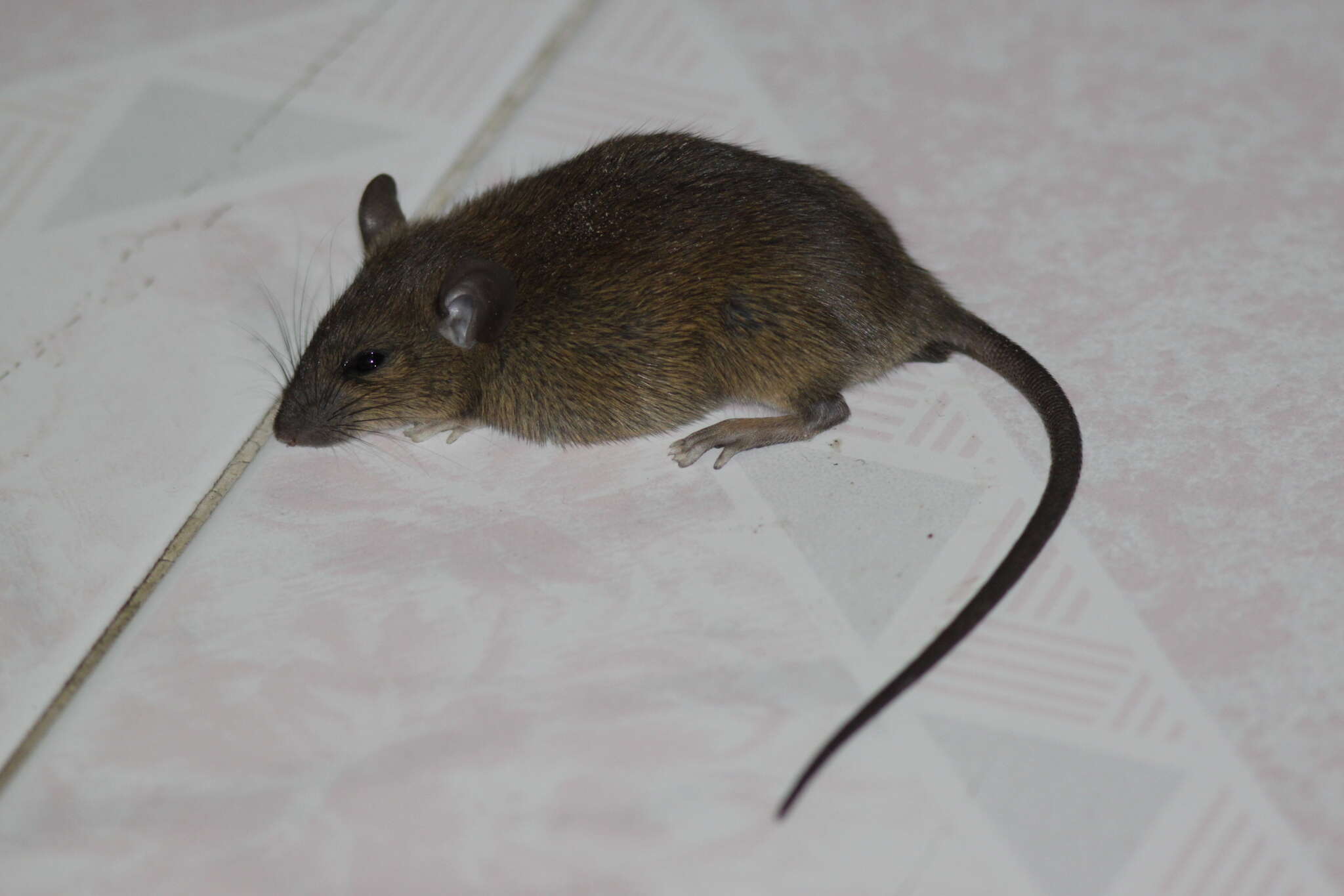 Image of Pacific Rat