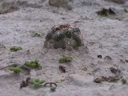 Image of Ancistrocactus pinkavanus
