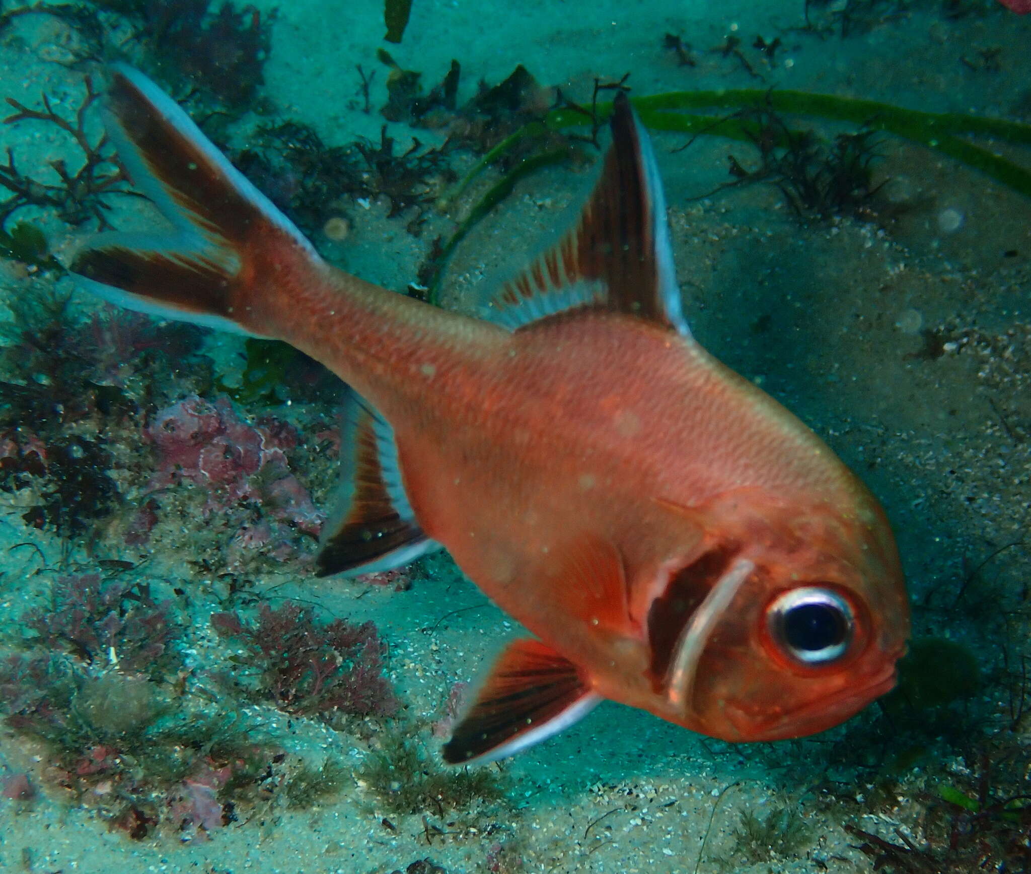 Image of Trachichthys