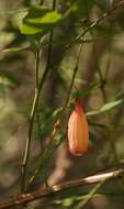 Image of Halleria ovata Benth.