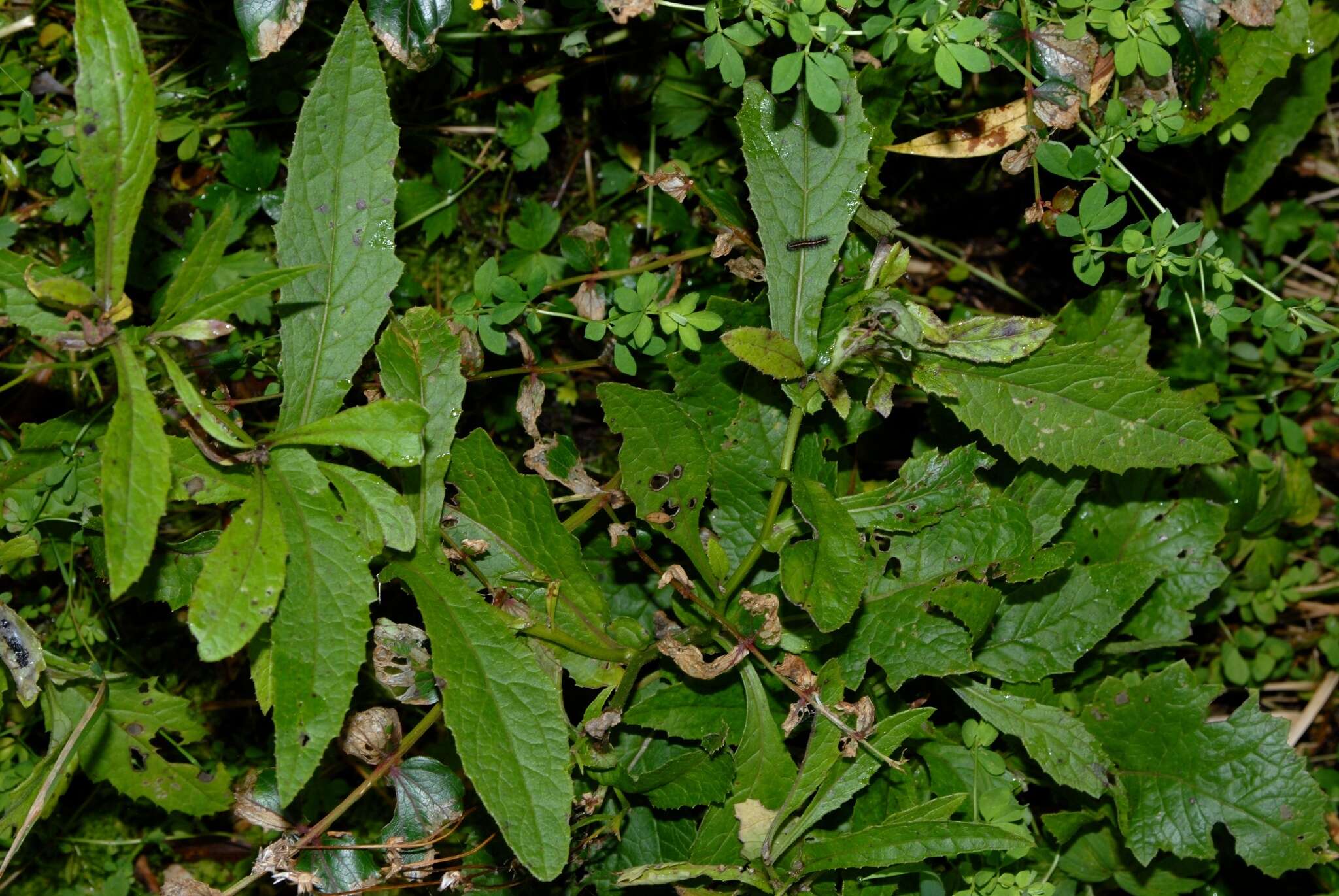 Imagem de Senecio solandri var. rufiglandulosus (Col.) Allan