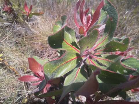 Image of Protea foliosa Rourke