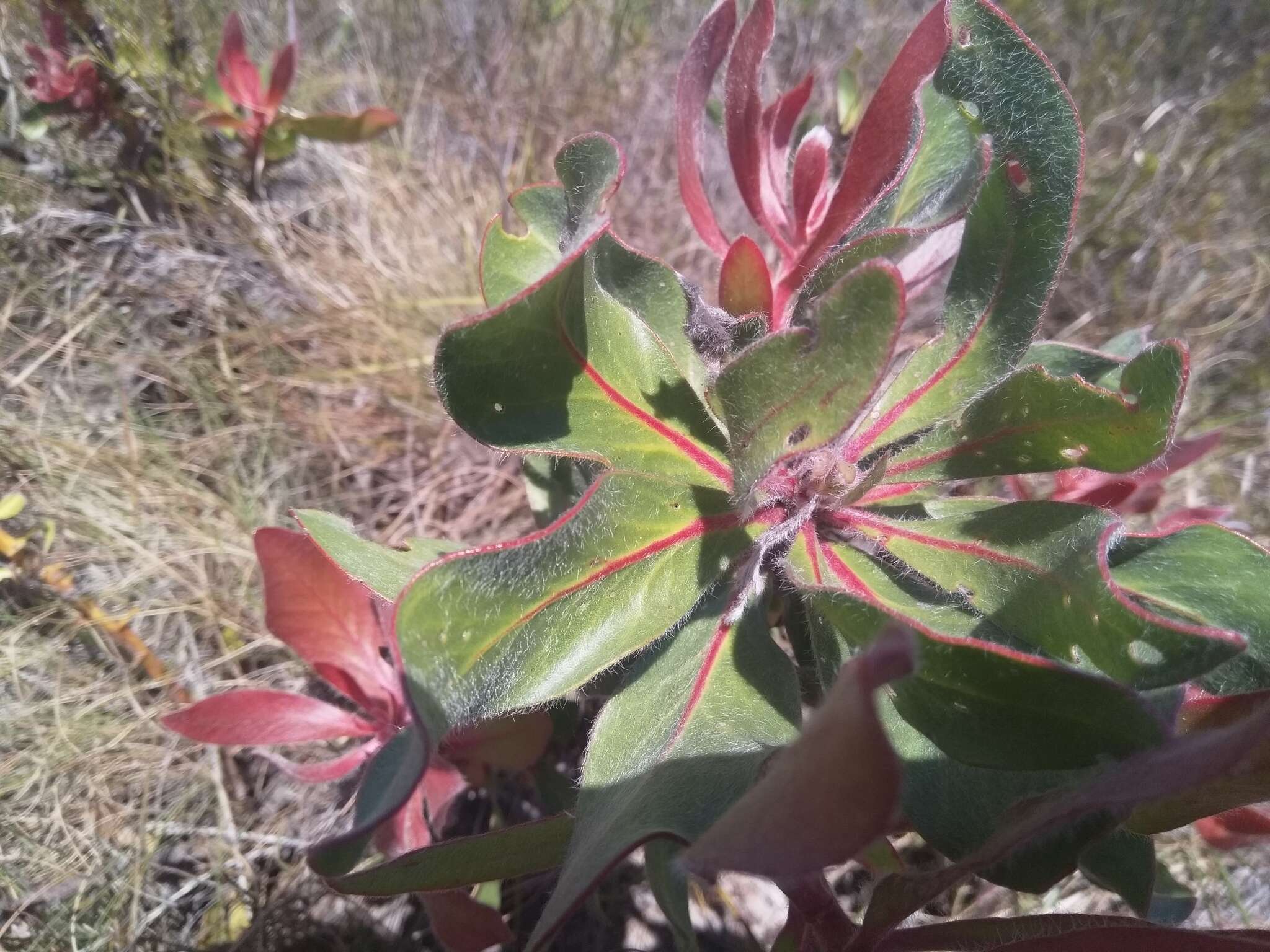 Imagem de Protea foliosa Rourke