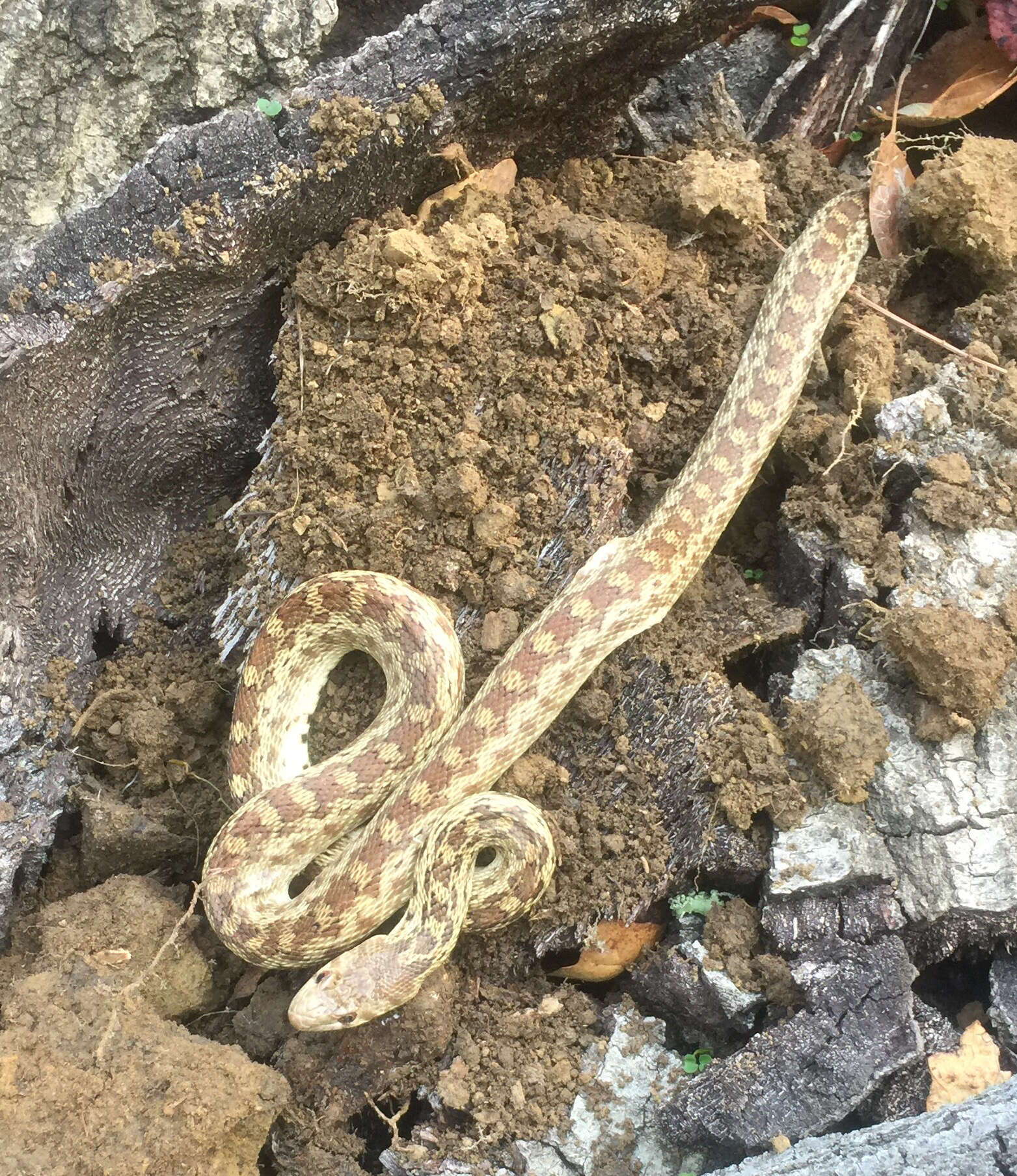 Pituophis catenifer catenifer (Blainville 1835)的圖片