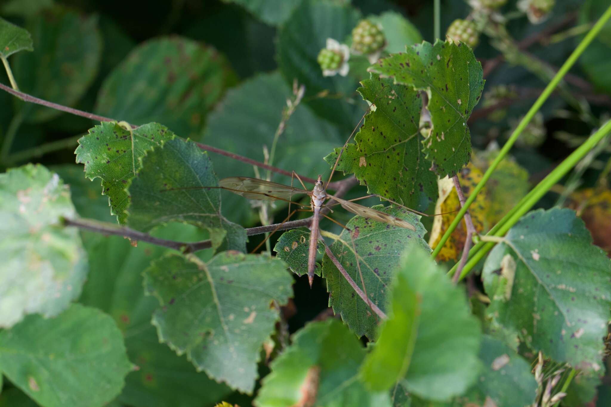 Tipula (Acutipula) fulvipennis De Geer 1776 resmi