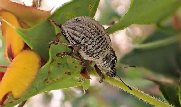 Image of Catasarcus transversalis Germar 1848