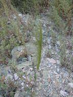 صورة Stipellula capensis (Thunb.) Röser & Hamasha