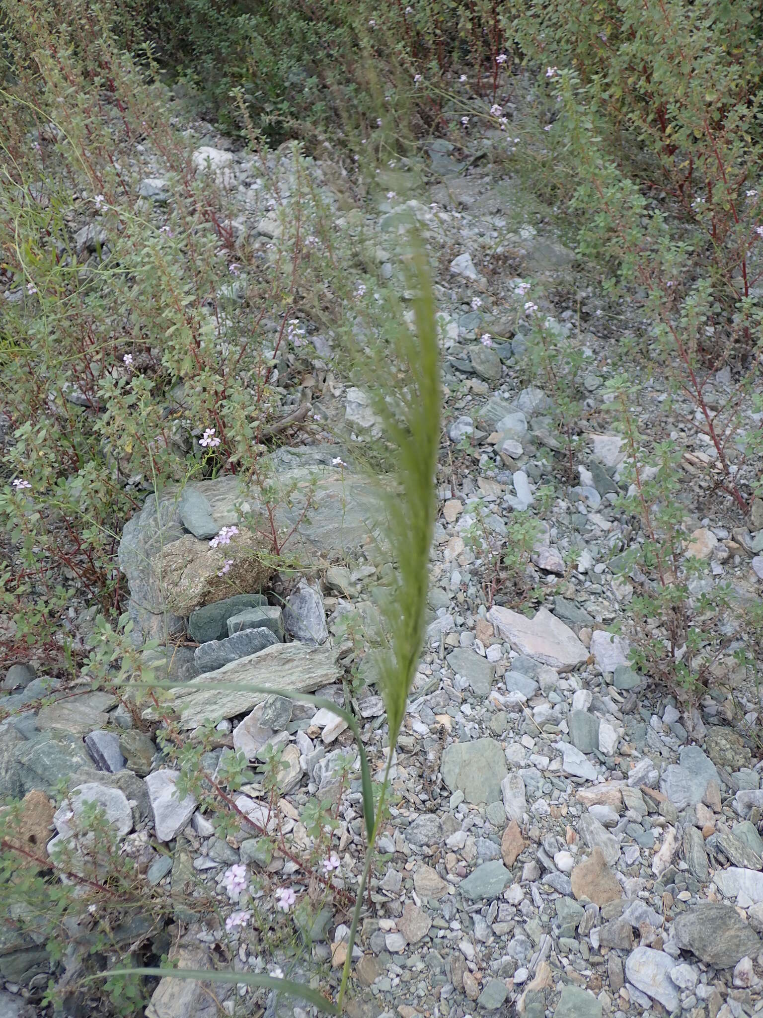 صورة Stipellula capensis (Thunb.) Röser & Hamasha