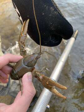 Image of Big Water Crayfish