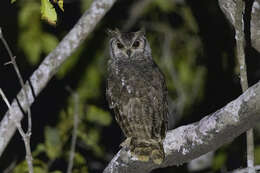 Image of Greyish Eagle-Owl