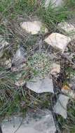 Image of Coryphantha octacantha (DC.) Britton & Rose