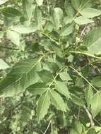 Image of Fraxinus angustifolia subsp. angustifolia