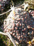 Image of Conophytum obcordellum subsp. rolfii (De Boer) S. A. Hammer