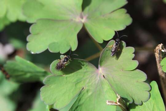 Image of Pristiphora rufipes Serville 1823