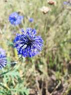 Echinops tataricus的圖片