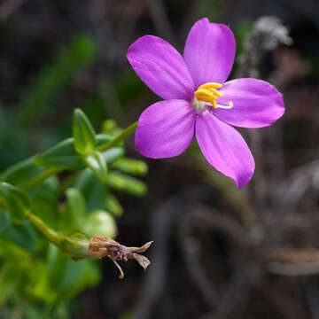 Image of Chironia melampyrifolia Lam.