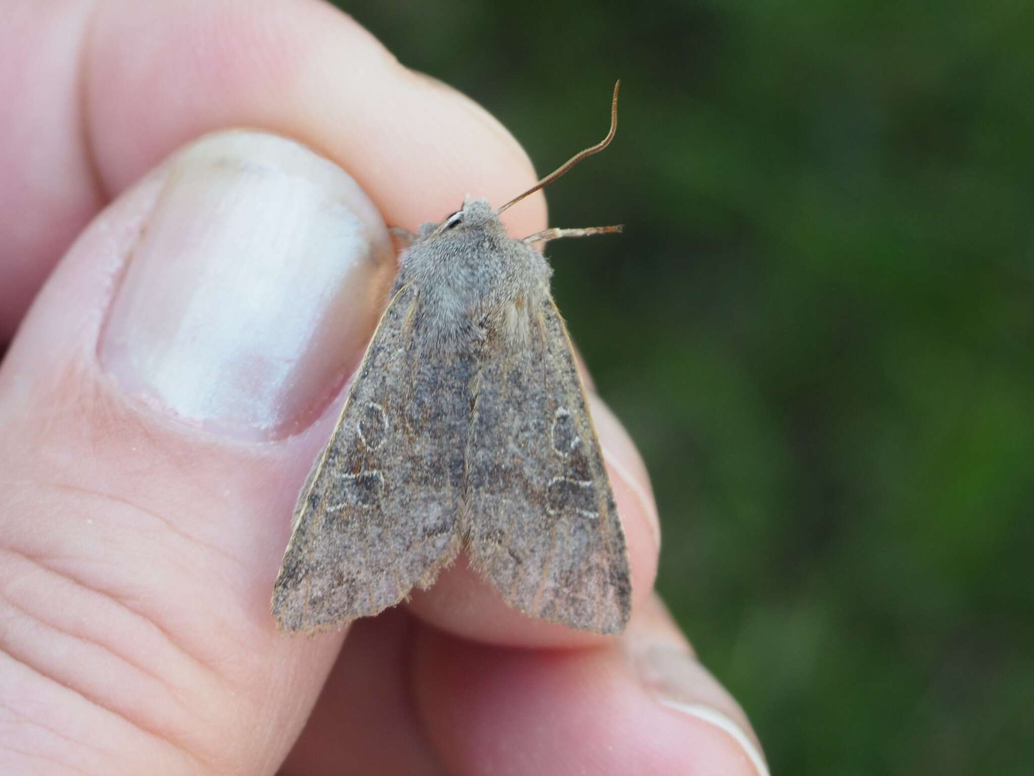 Слика од Orthosia incerta Hufnagel 1767