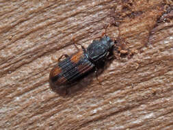Image of Bark beetle
