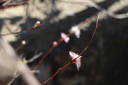 Prunus pogonostyla Maxim.的圖片