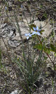 Image of Sisyrinchium ensigerum E. P. Bicknell