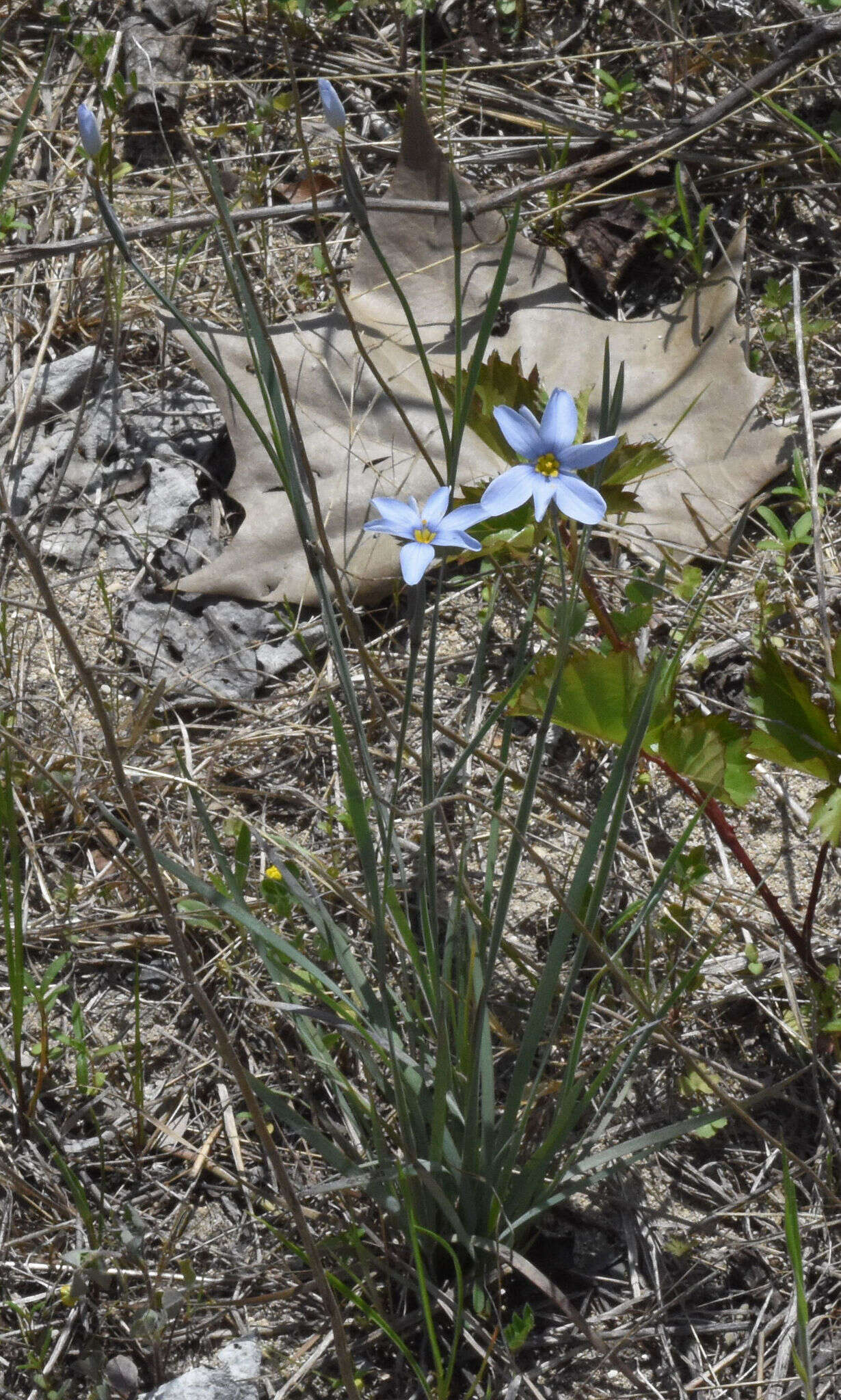 Sisyrinchium ensigerum E. P. Bicknell的圖片