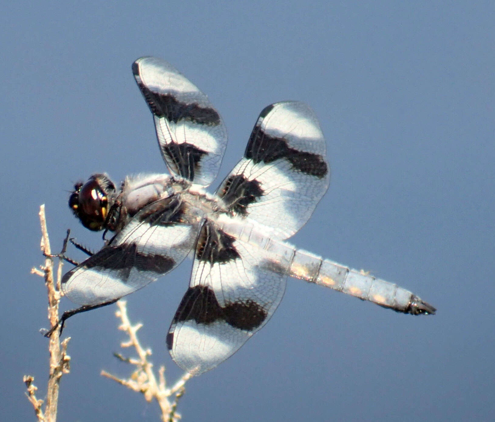 Libellula forensis Hagen 1861 resmi