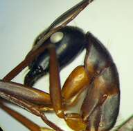 صورة Camponotus sanctus Forel 1904