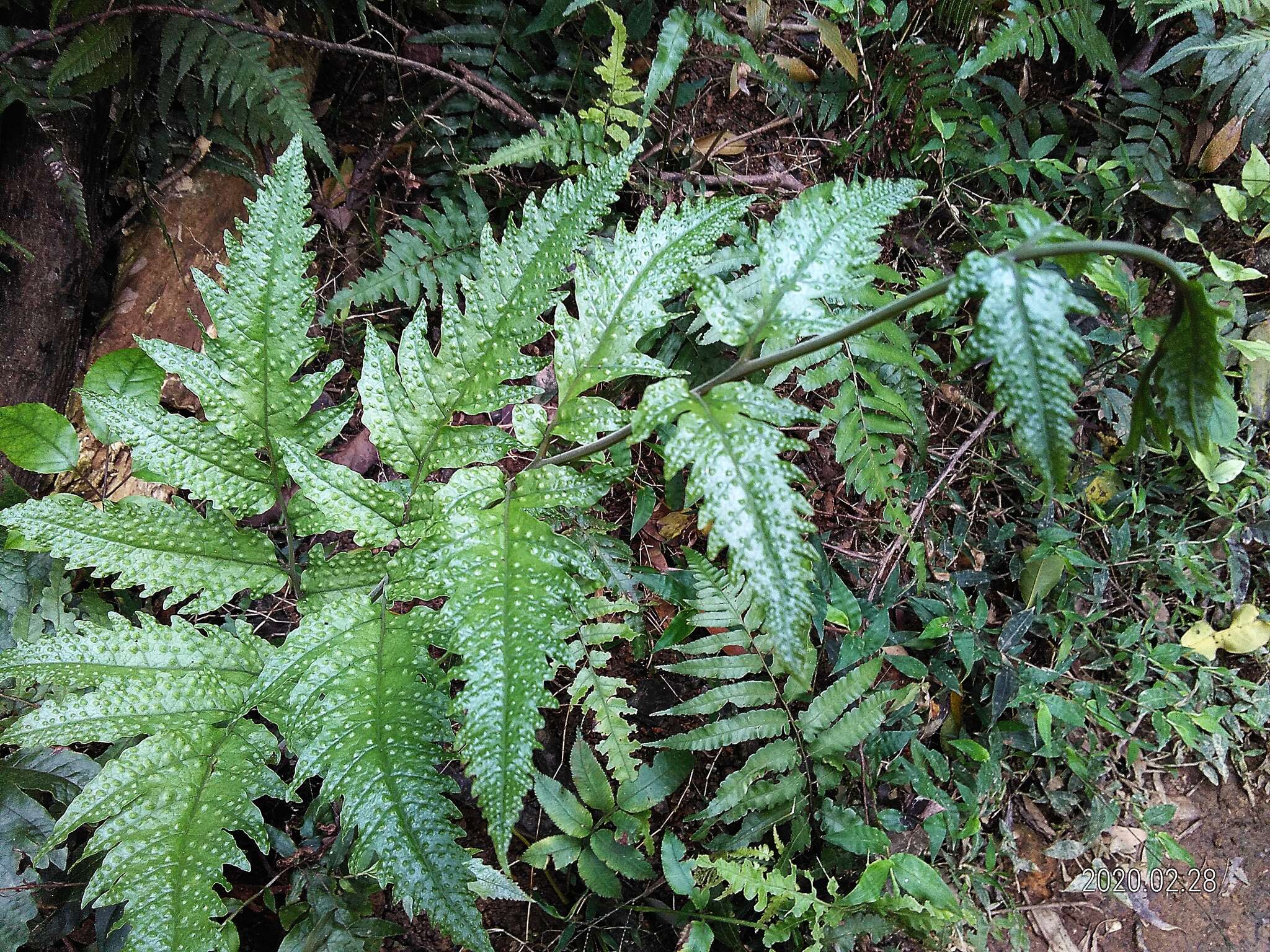 Слика од Tectaria phaeocaulis (Rosenst.) C. Chr.