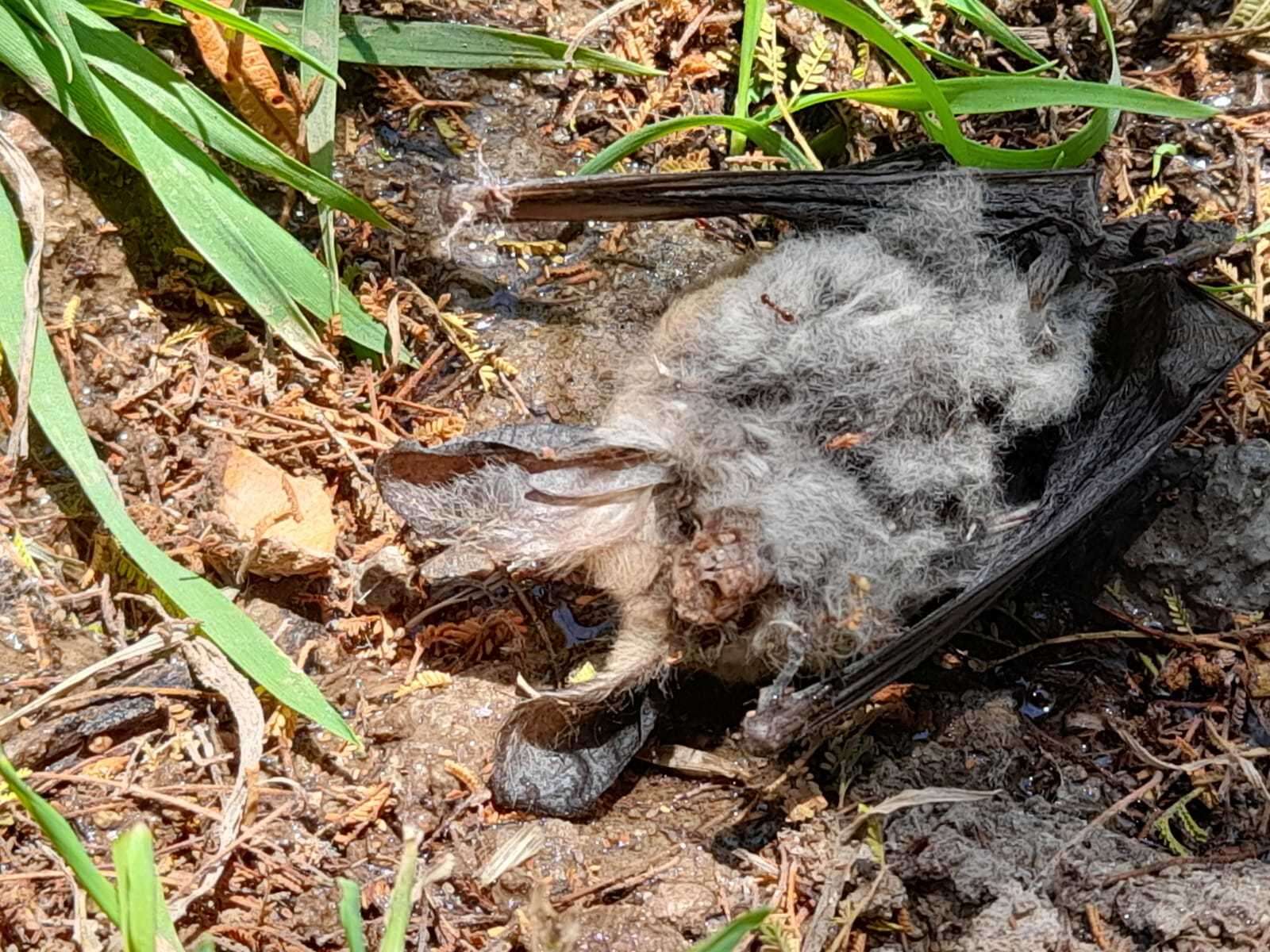 Image of Big-eared Brown Bat
