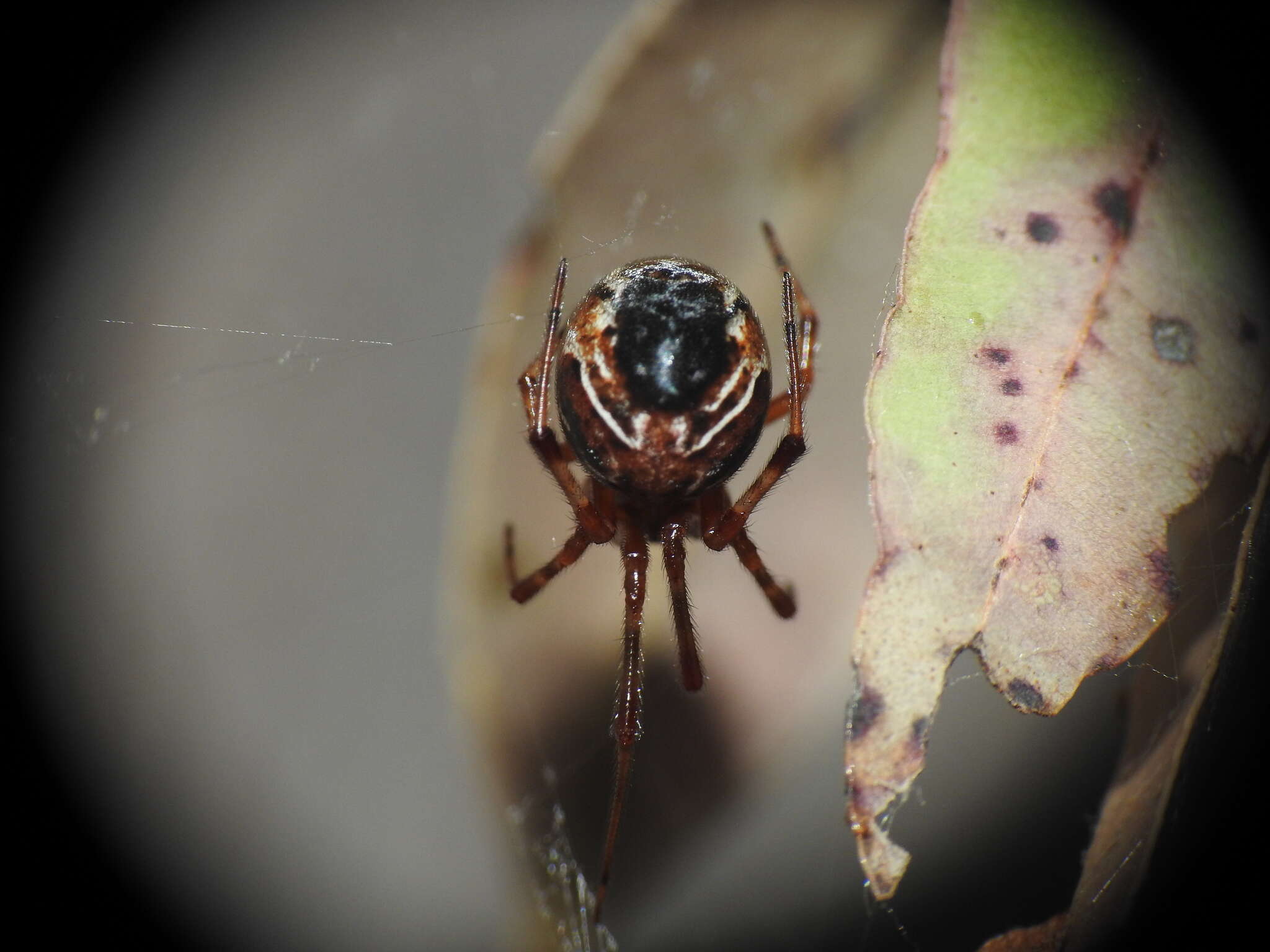 Image of Parasteatoda decorata (L. Koch 1867)