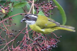 Image of Sooty-capped Bush Tanager