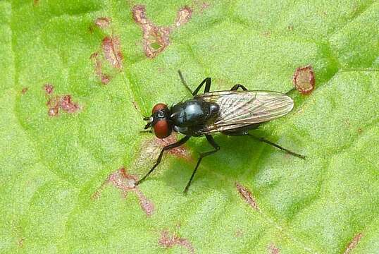 Image of Hydrotaea diabolus (Harris 1780)