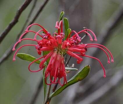 Image of Grevillea speciosa (Knight) Mc Gill.