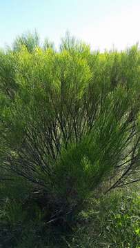 Image of desertbroom