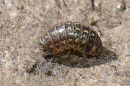 Imagem de Armadillidium pictum Brandt 1833