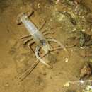 Image of Shelta Cave Crayfish