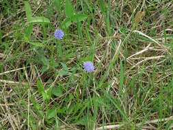 Image of Globularia bisnagarica L.