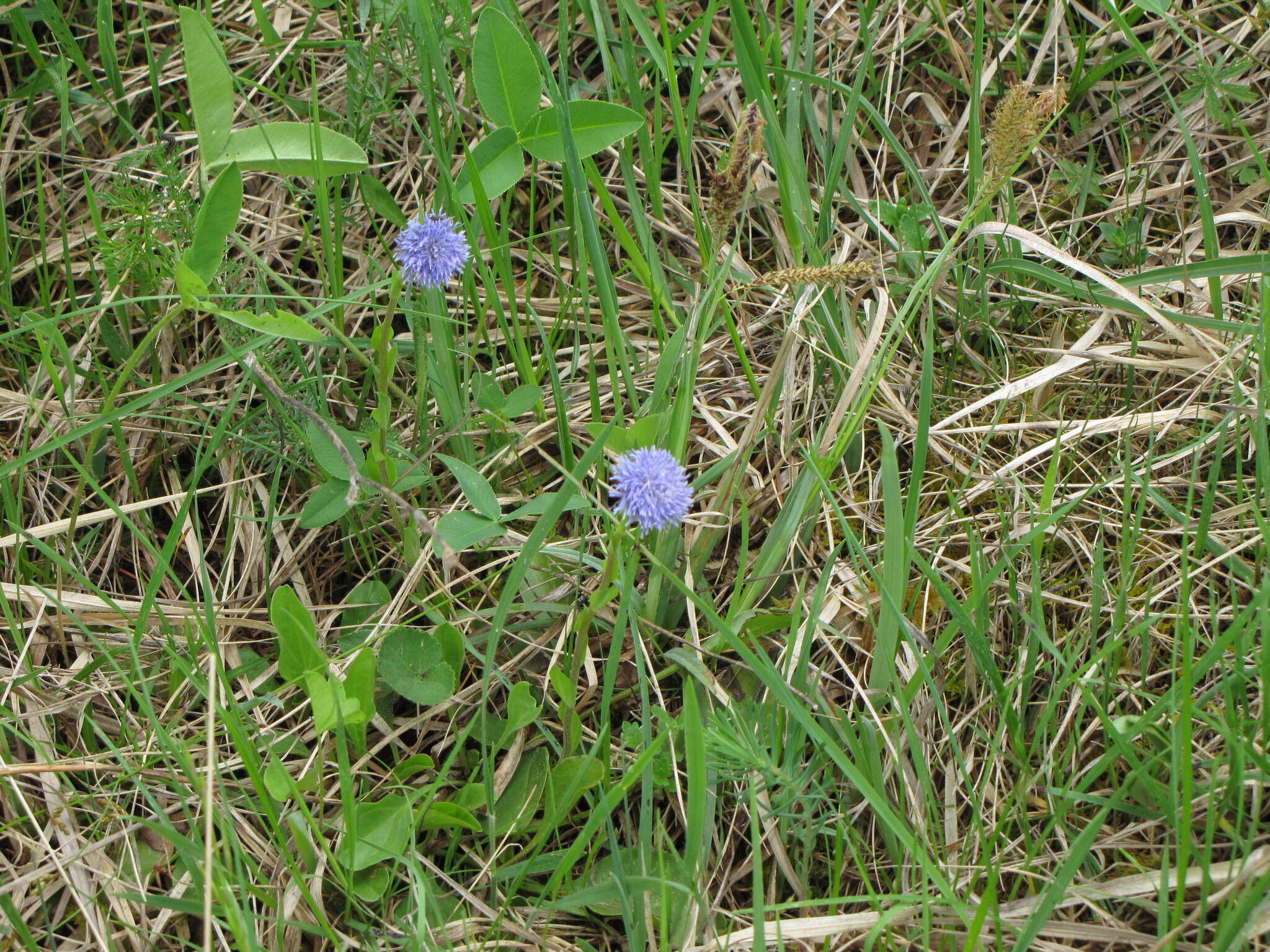 Image of Globularia bisnagarica L.