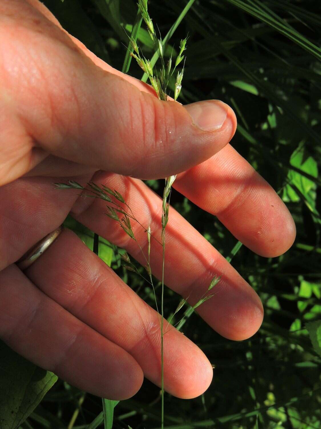 صورة Sphenopholis pensylvanica (L.) Hitchc.