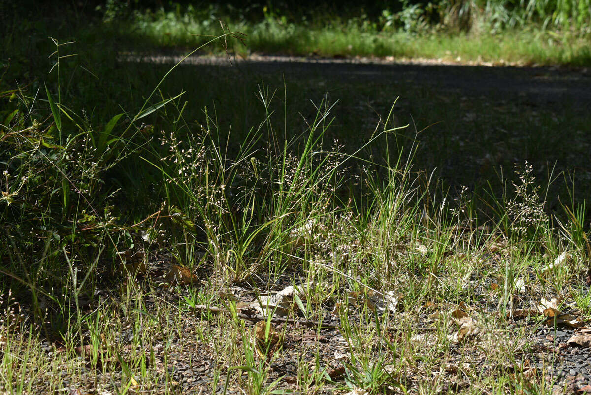 صورة Eragrostis unioloides (Retz.) Nees ex Steud.