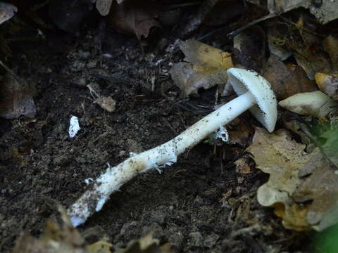 Image of Amanita eliae Quél. 1872