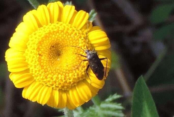 Image of Closterotomus cinctipes (A. Costa 1853)