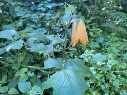 Image of Nasa speciosa (J. D. Sm.) Weigend