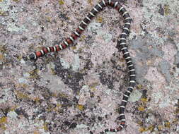 صورة Lampropeltis pyromelana infralabialis Tanner 1953