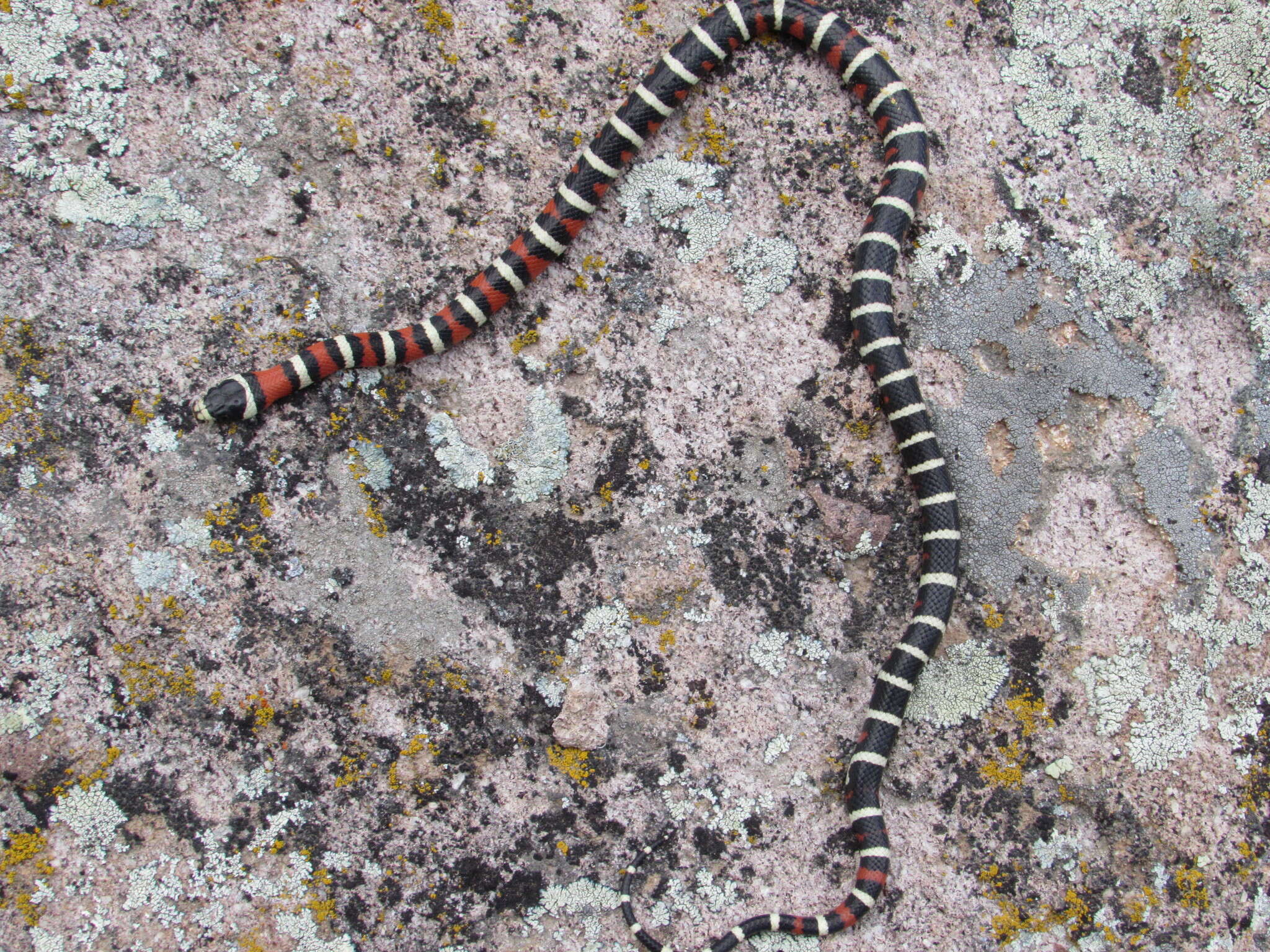 Image de Lampropeltis pyromelana infralabialis Tanner 1953