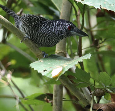 Image of Fasciated Antshrike