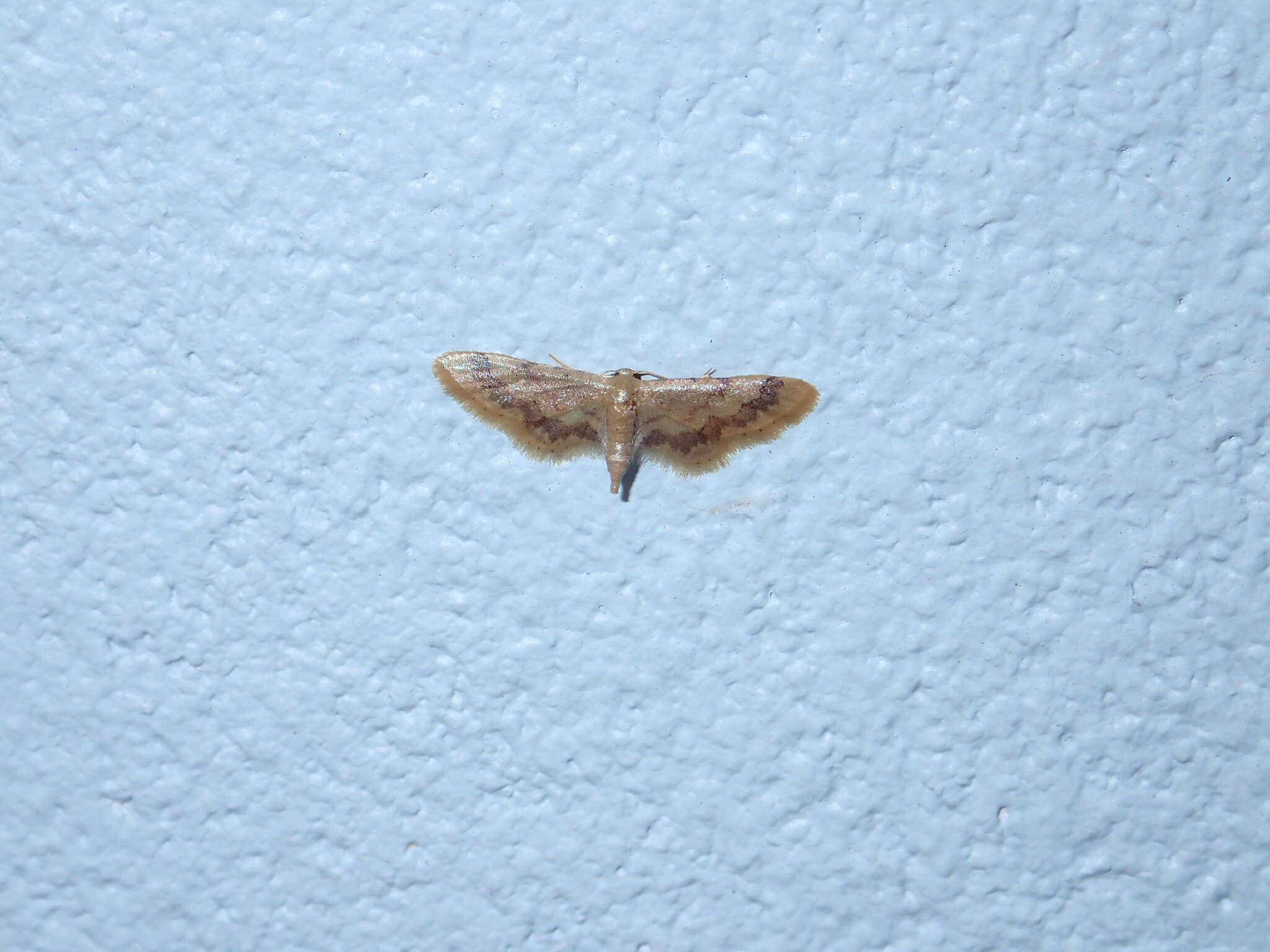 Image of Idaea violacea Hampson 1891