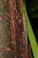 Image of Saint George Island Gecko