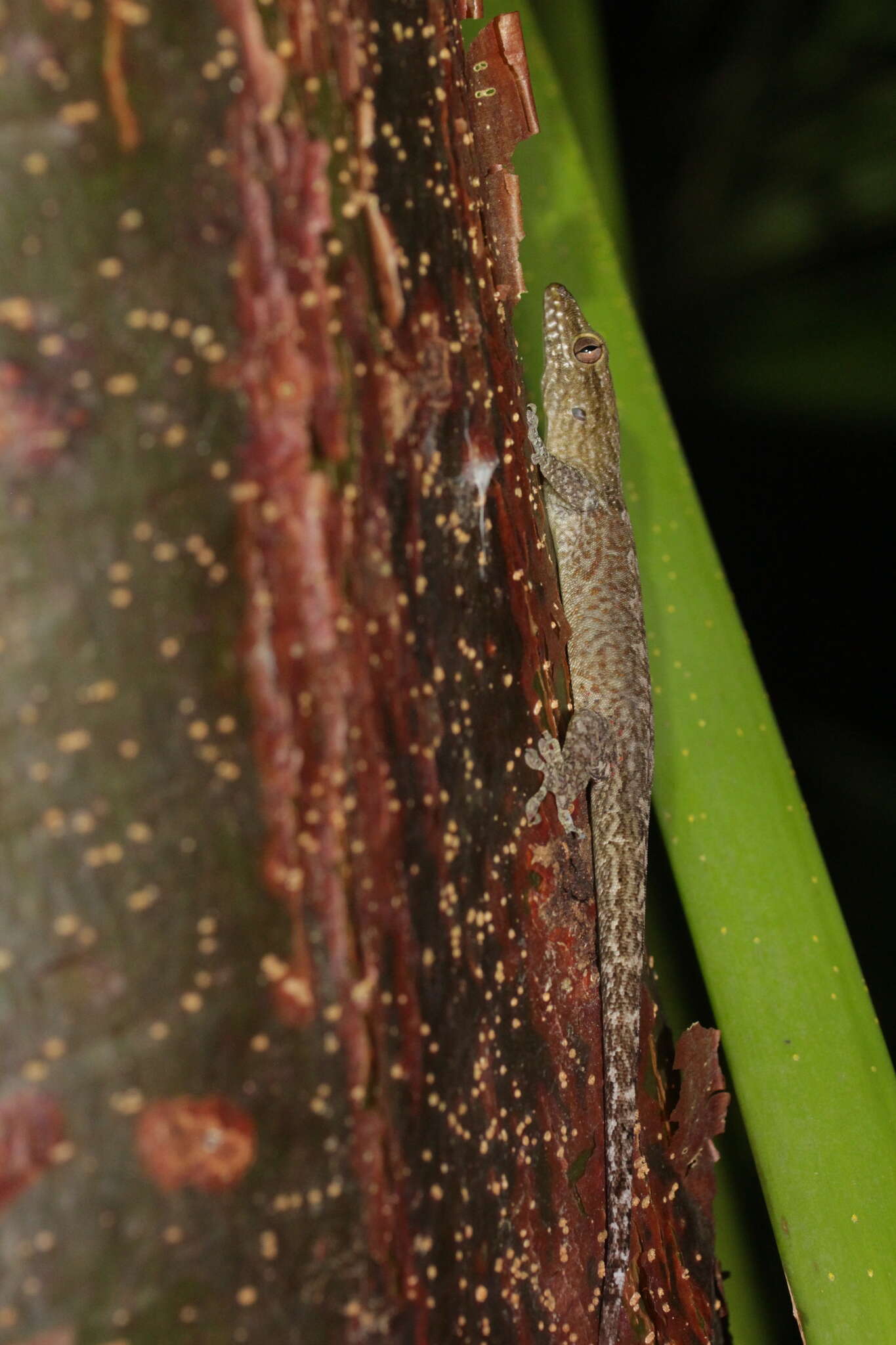 Image of Saint George Island Gecko