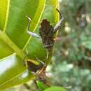 Image of Antanambecoris pronotalis Brailovsky 2001